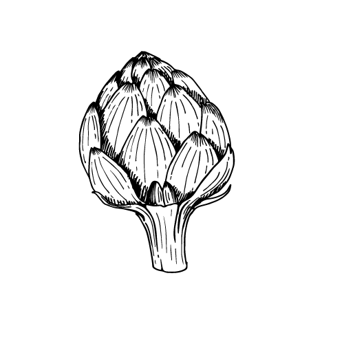 artichoke new